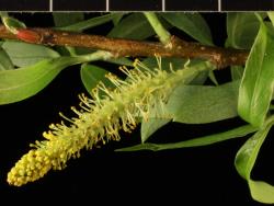 Salix matsudana × S. alba. Male catkin.
 Image: D. Glenny © Landcare Research 2020 CC BY 4.0